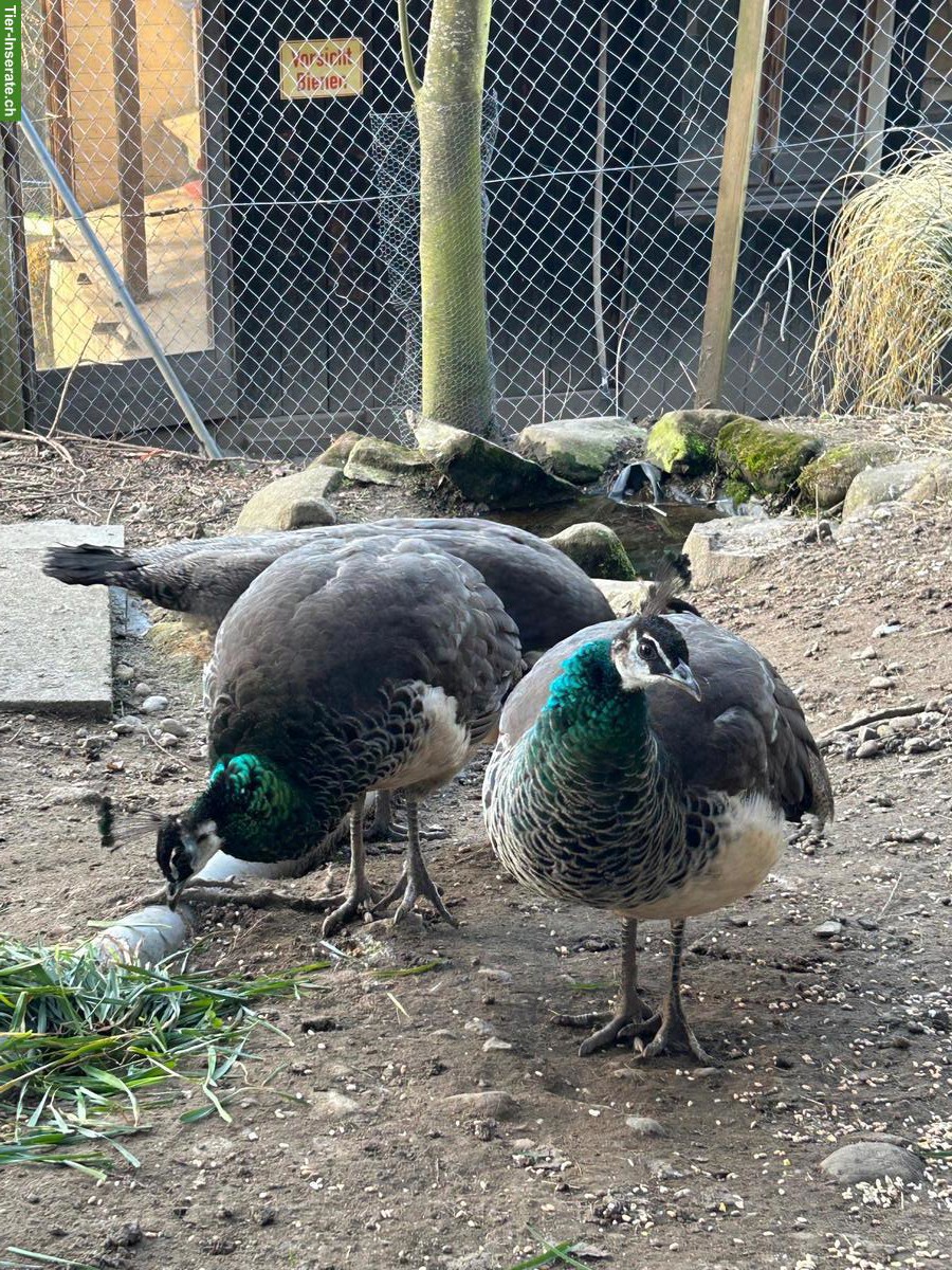 2 Blaue Pfauen Hennen zusammen zu verkaufen
