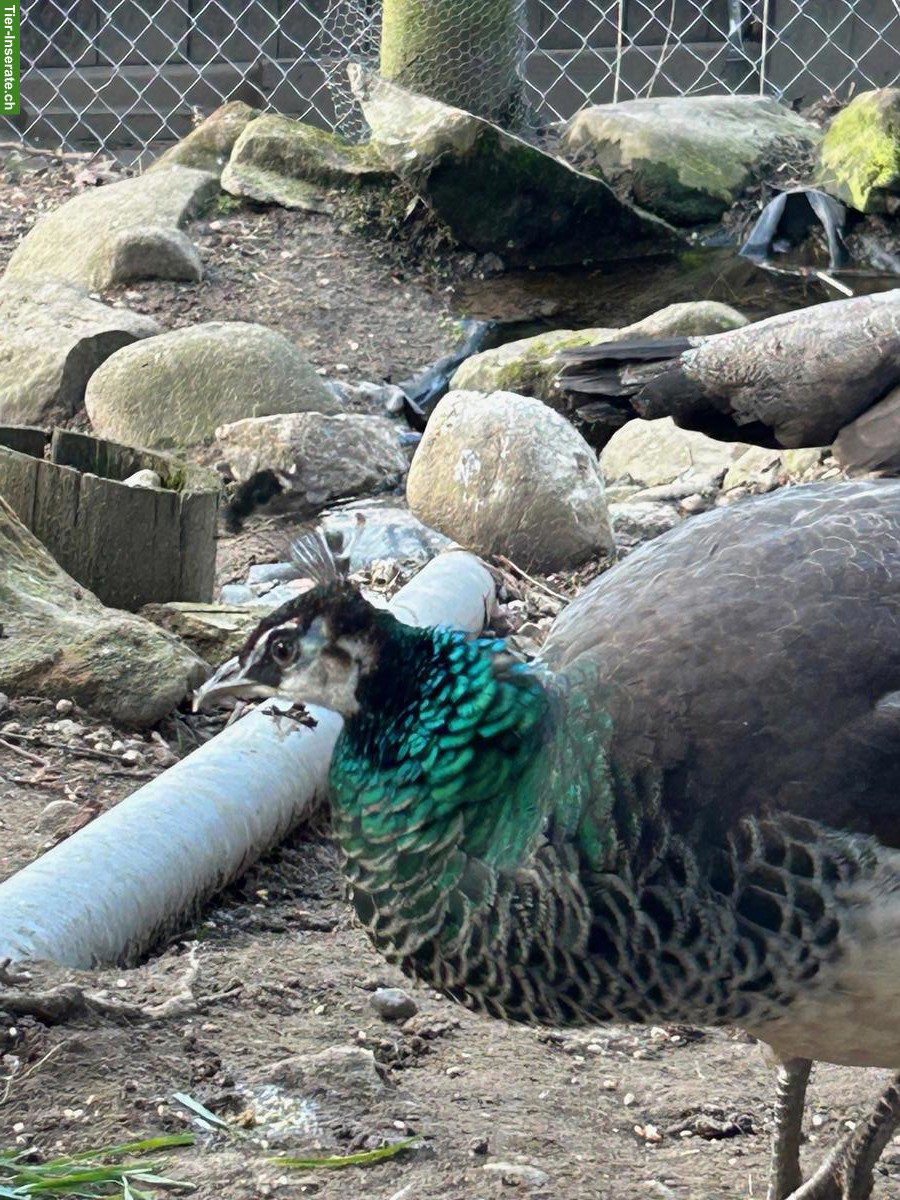 Bild 2: 2 Blaue Pfauen Hennen zusammen zu verkaufen