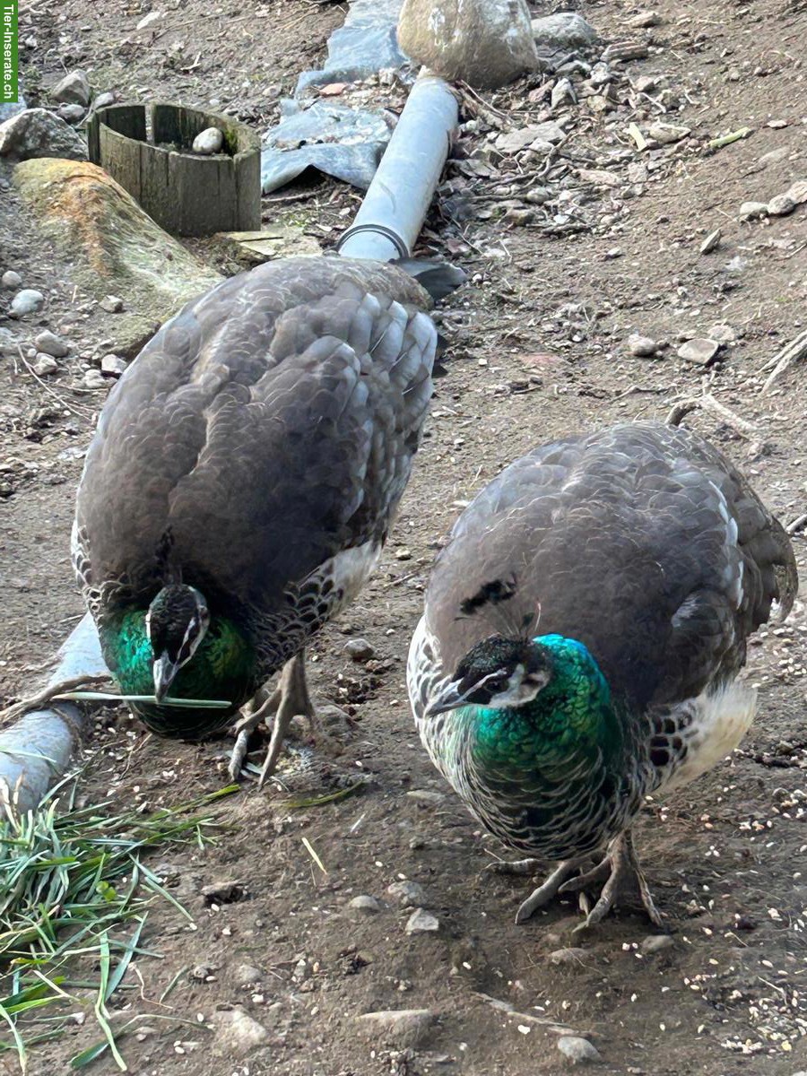 Bild 3: 2 Blaue Pfauen Hennen zusammen zu verkaufen