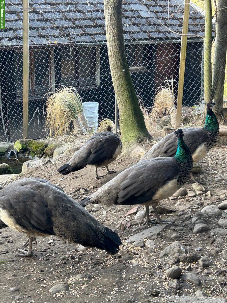 Bild 4: 2 Blaue Pfauen Hennen zusammen zu verkaufen