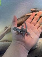 Suche 2 Halsbandleguan Weibchen