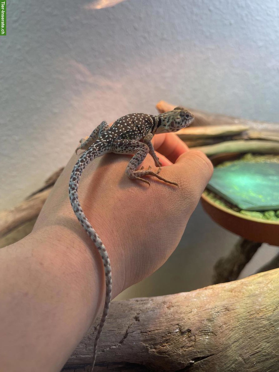 Bild 2: Suche 2 Halsbandleguan Weibchen