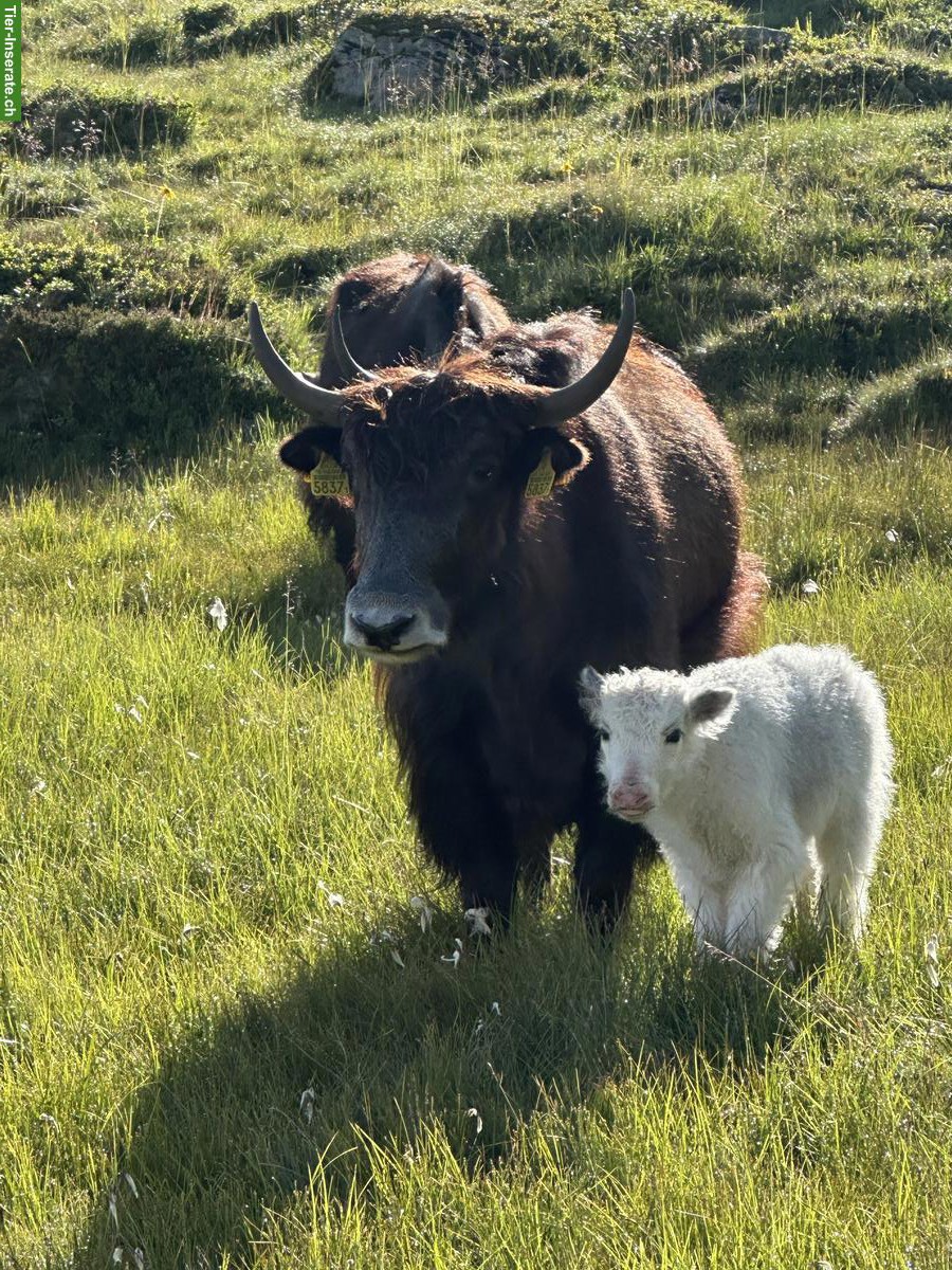 Yaks Kühe mit Kälber zu verkaufen