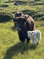 Yaks Kühe mit Kälber zu verkaufen