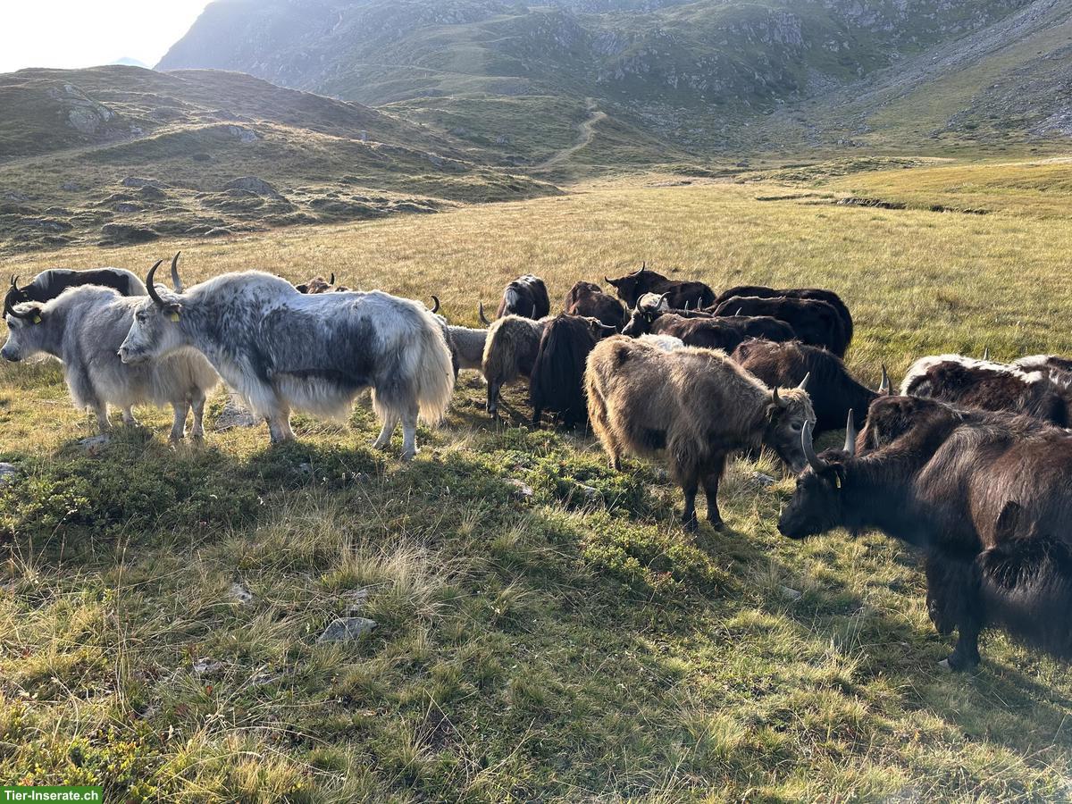 Bild 2: Yaks Kühe mit Kälber zu verkaufen