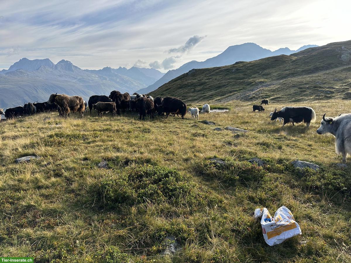 Bild 3: Yaks Kühe mit Kälber zu verkaufen