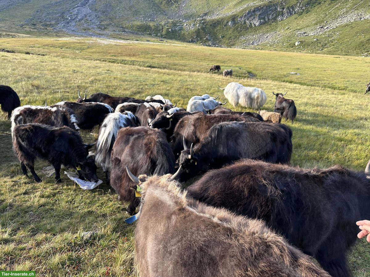 Bild 4: Yaks Kühe mit Kälber zu verkaufen