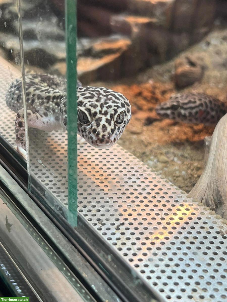 🦎 Reptilien & Amphibien - liebevolle Aufnahme (Auffangstation)🐍