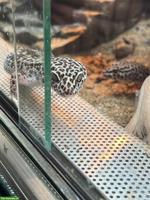 🦎 Reptilien & Amphibien - liebevolle Aufnahme (Auffangstation)🐍