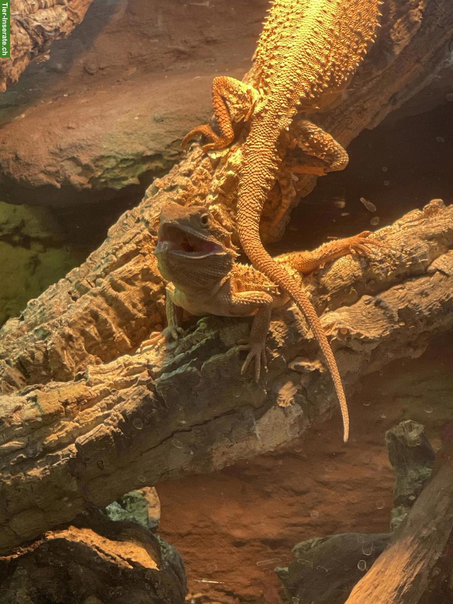 Bild 2: 🦎 Reptilien & Amphibien - liebevolle Aufnahme (Auffangstation)🐍