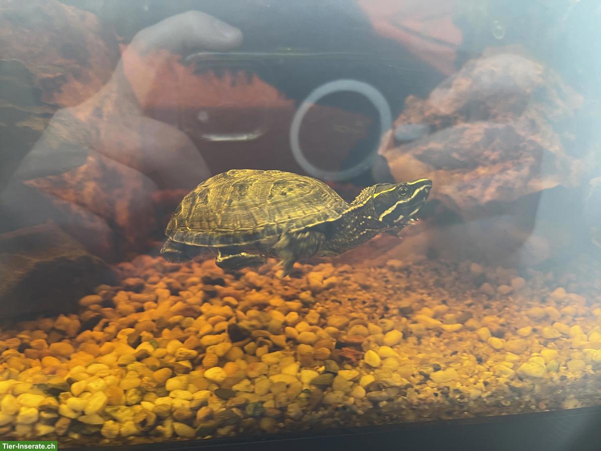 Bild 3: 🦎 Reptilien & Amphibien - liebevolle Aufnahme (Auffangstation)🐍