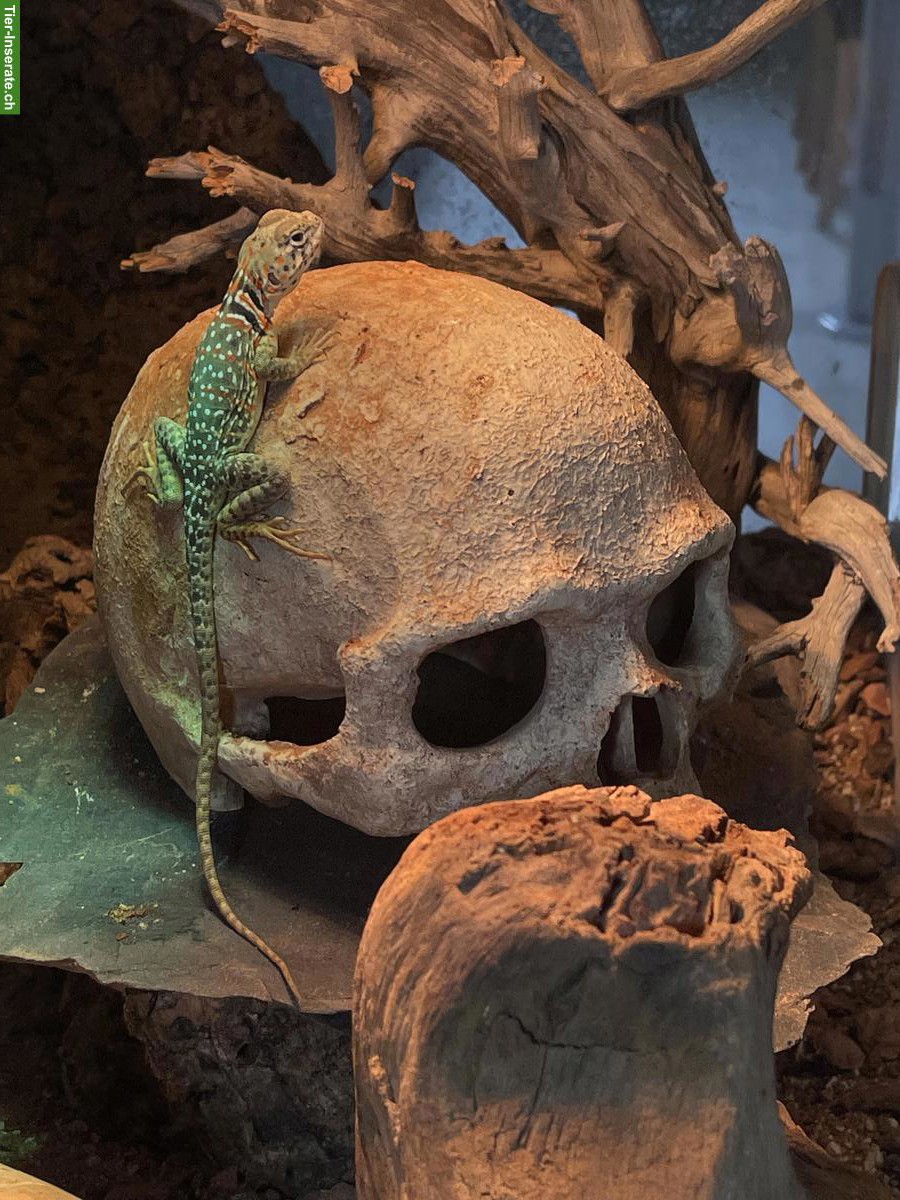 Bild 4: 🦎 Reptilien & Amphibien - liebevolle Aufnahme (Auffangstation)🐍