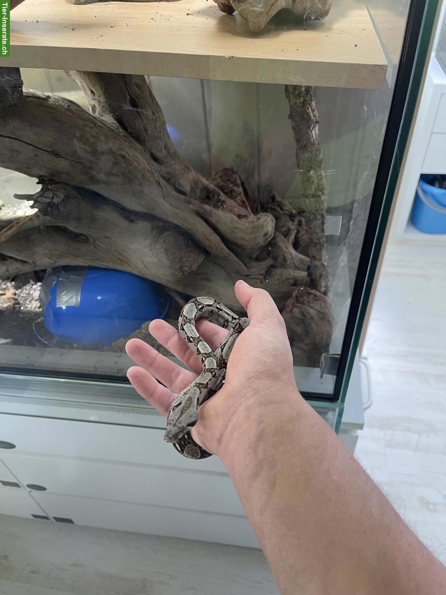 Bild 5: 🦎 Reptilien & Amphibien - liebevolle Aufnahme (Auffangstation)🐍