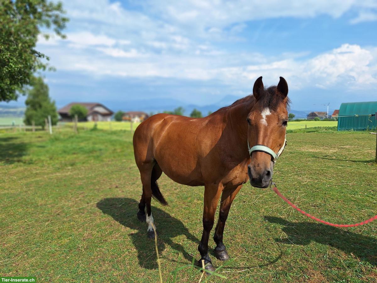 Freiberger Stute, Familienpferd für jedes Alter