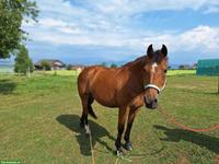 Freiberger Stute, Familienpferd für jedes Alter