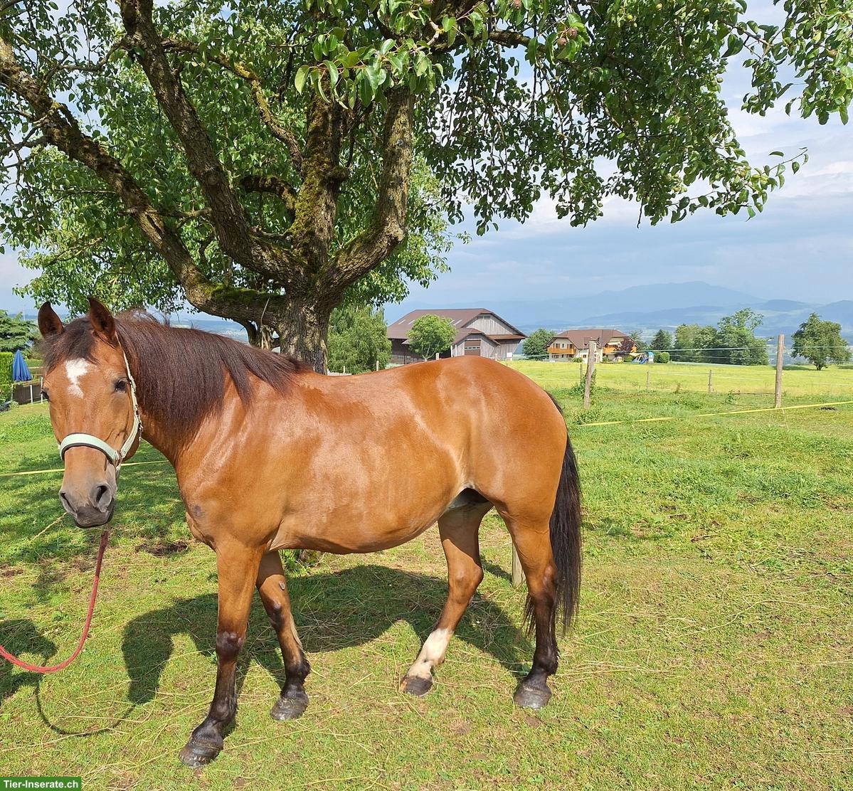 Bild 2: Freiberger Stute, Familienpferd für jedes Alter