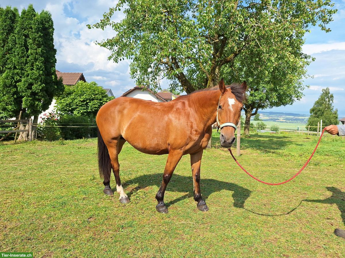 Bild 3: Freiberger Stute, Familienpferd für jedes Alter