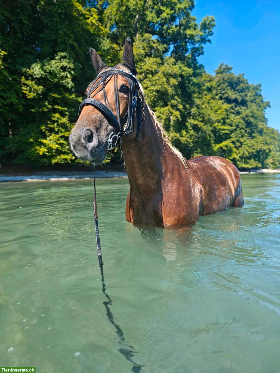Bild 2: Reitbeteiligung Pferd sucht Reiter Pflegebeteiligung