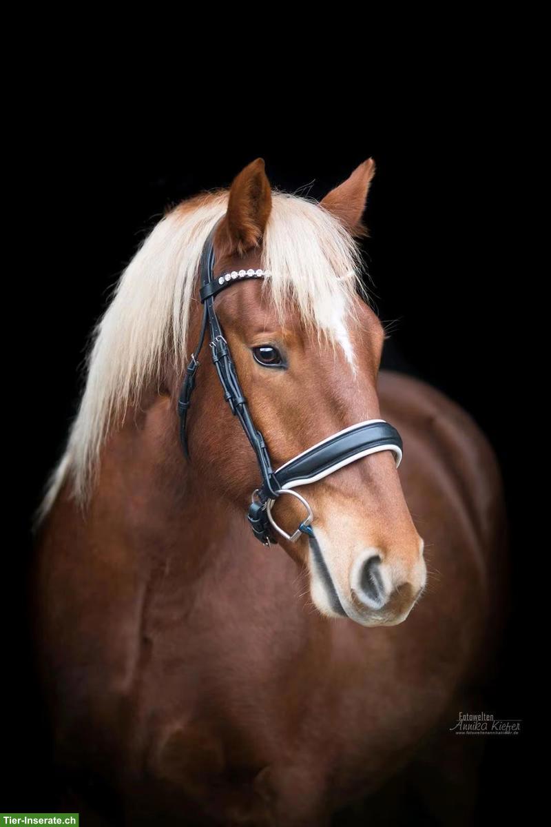 Bild 3: Reitbeteiligung Pferd sucht Reiter Pflegebeteiligung