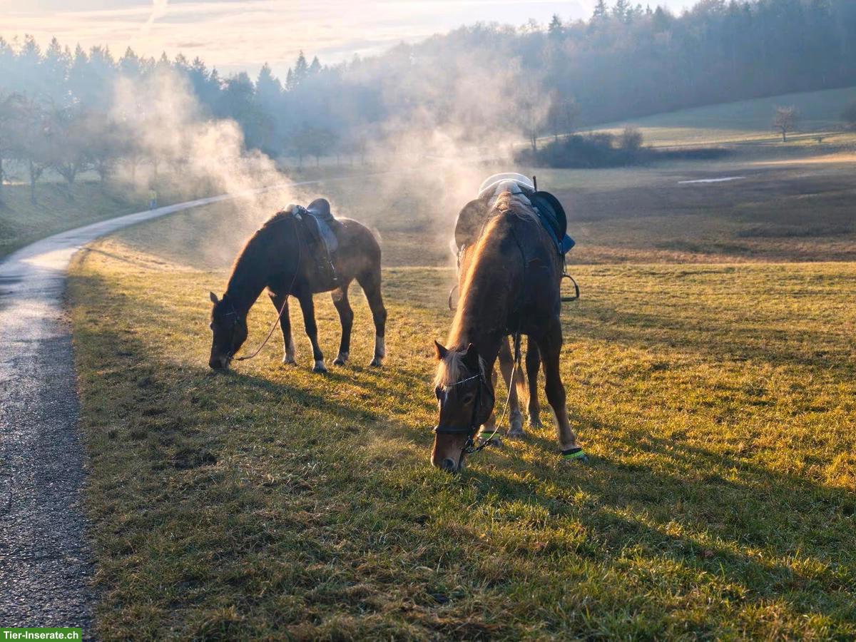 Bild 5: Reitbeteiligung Pferd sucht Reiter Pflegebeteiligung