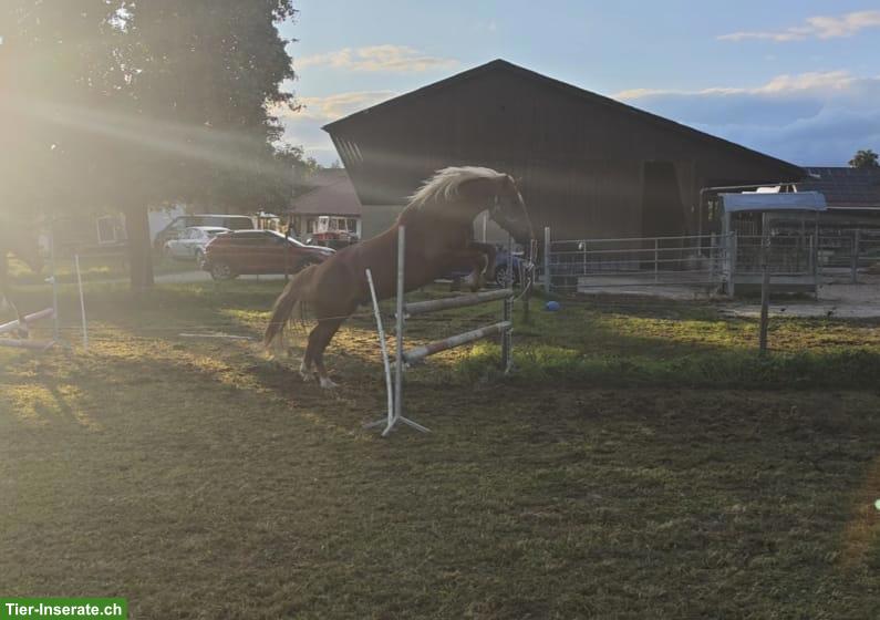 Bild 6: Reitbeteiligung Pferd sucht Reiter Pflegebeteiligung