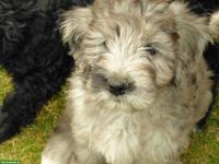 Bergamasker Hirtenhund Welpen mit Stammbaum