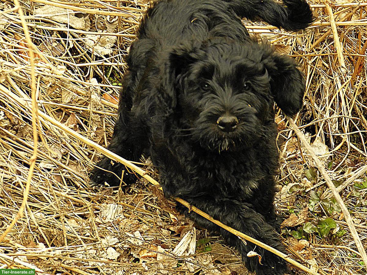 Bild 5: Bergamasker Hirtenhund Welpen mit Stammbaum