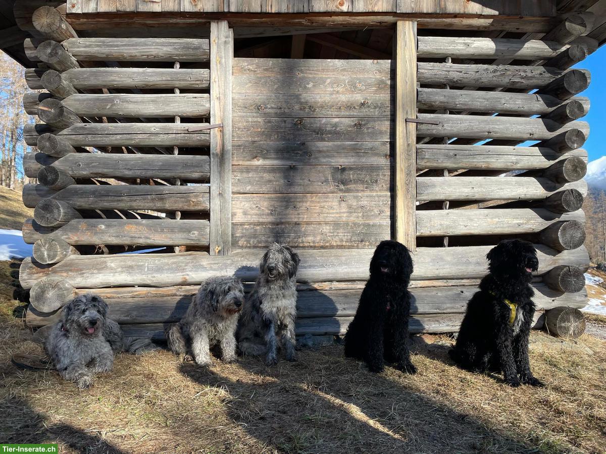 Bild 7: Bergamasker Hirtenhund Welpen mit Stammbaum