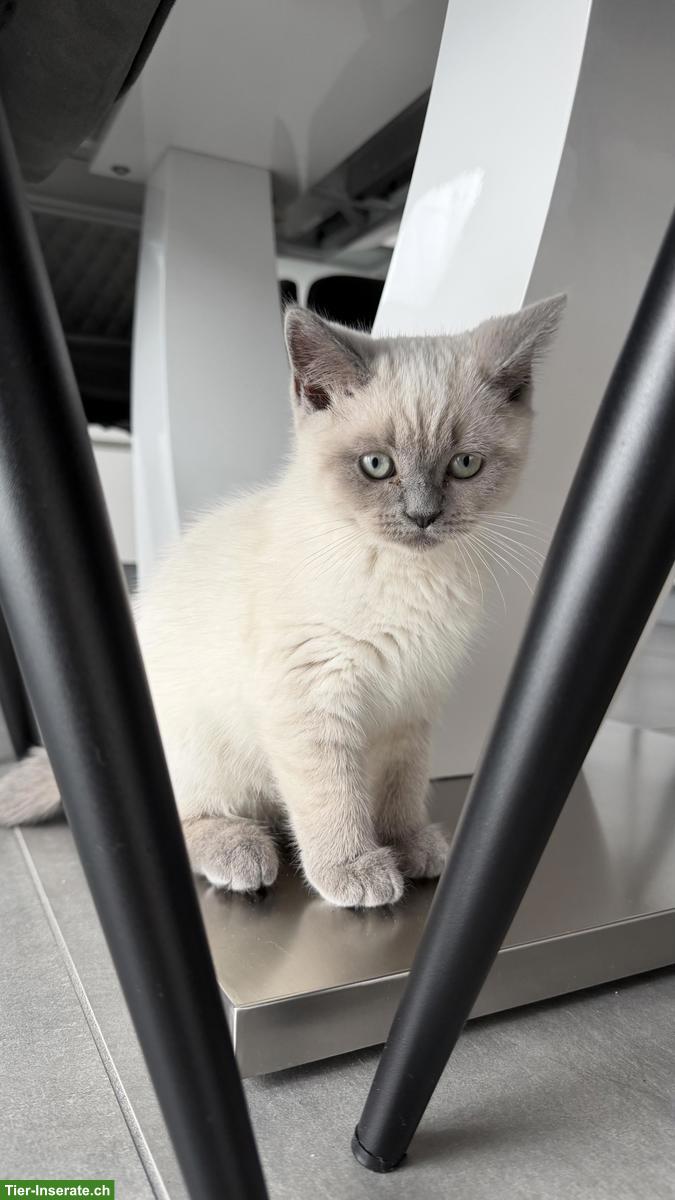 Britisch Kurzhaar Babykatze zu verkaufen