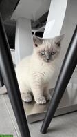Britisch Kurzhaar Babykatze zu verkaufen