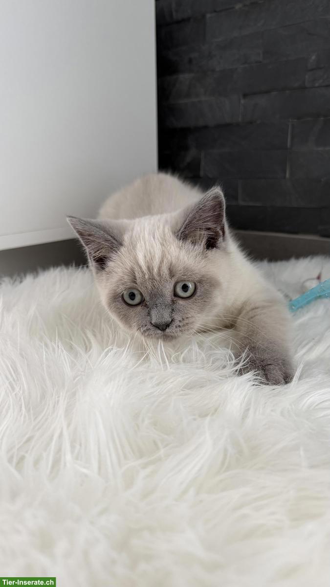 Bild 2: Britisch Kurzhaar Babykatze zu verkaufen