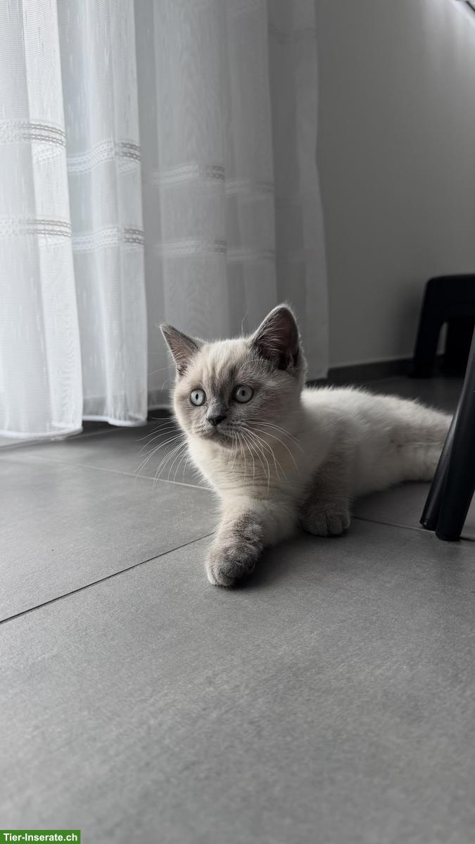 Bild 3: Britisch Kurzhaar Babykatze zu verkaufen