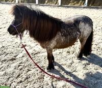 Shetlandpony Stute, 12-jährig, 98cm