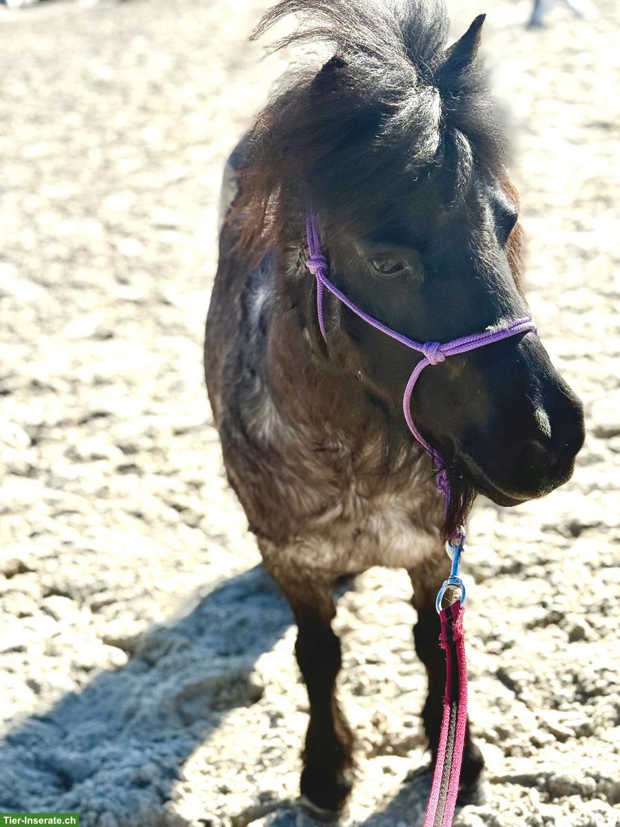 Bild 2: Shetlandpony Stute, 12-jährig, 98cm