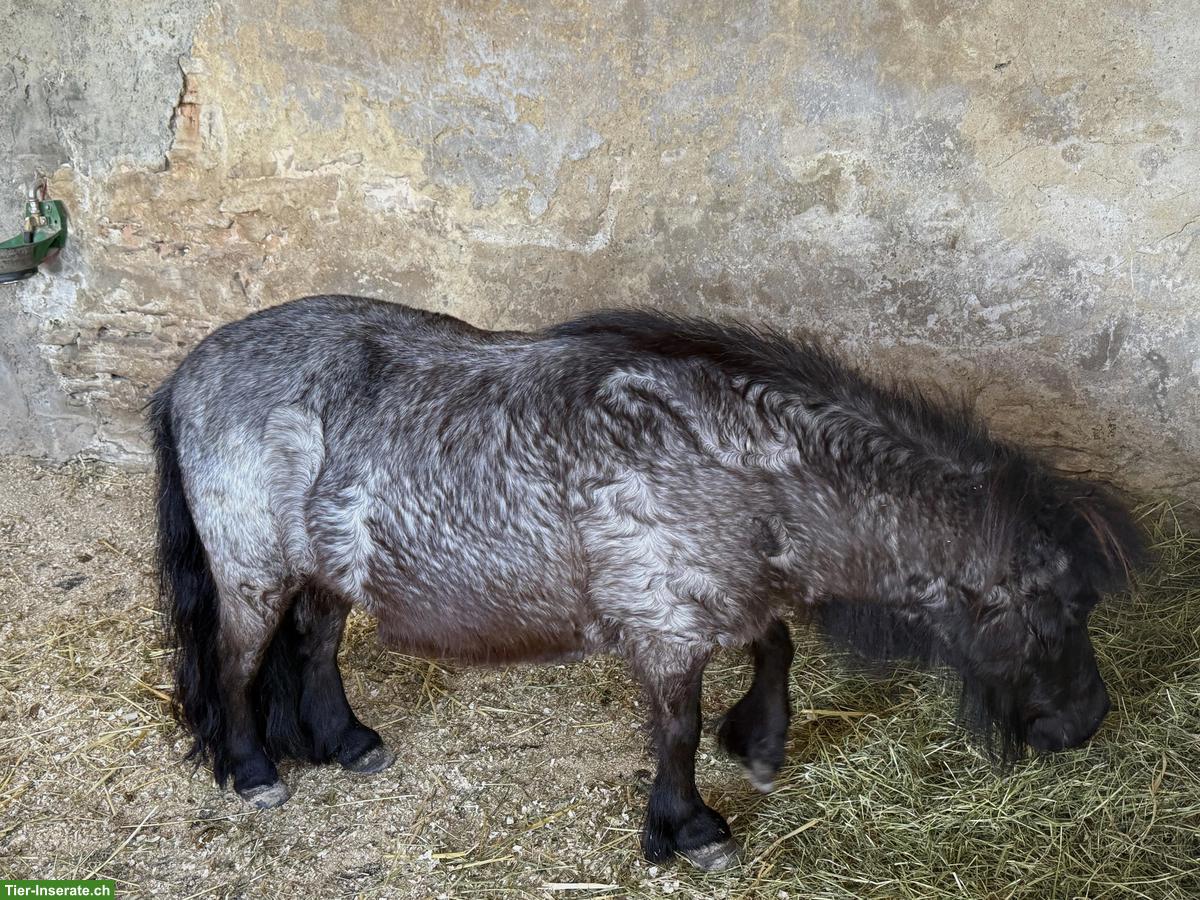 Bild 3: Shetlandpony Stute, 12-jährig, 98cm