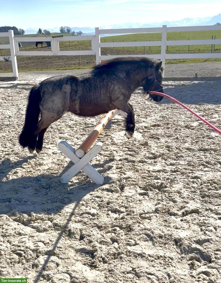 Bild 4: Shetlandpony Stute, 12-jährig, 98cm