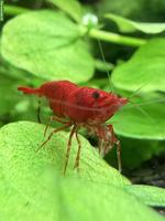 Red Cherry Garnele (Neocaridina davidi)