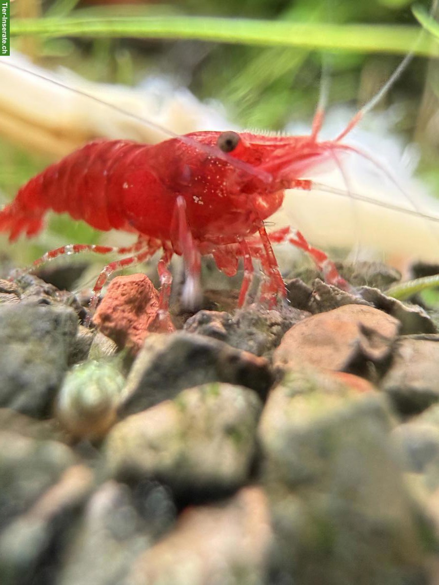 Bild 2: Red Cherry Garnele (Neocaridina davidi)