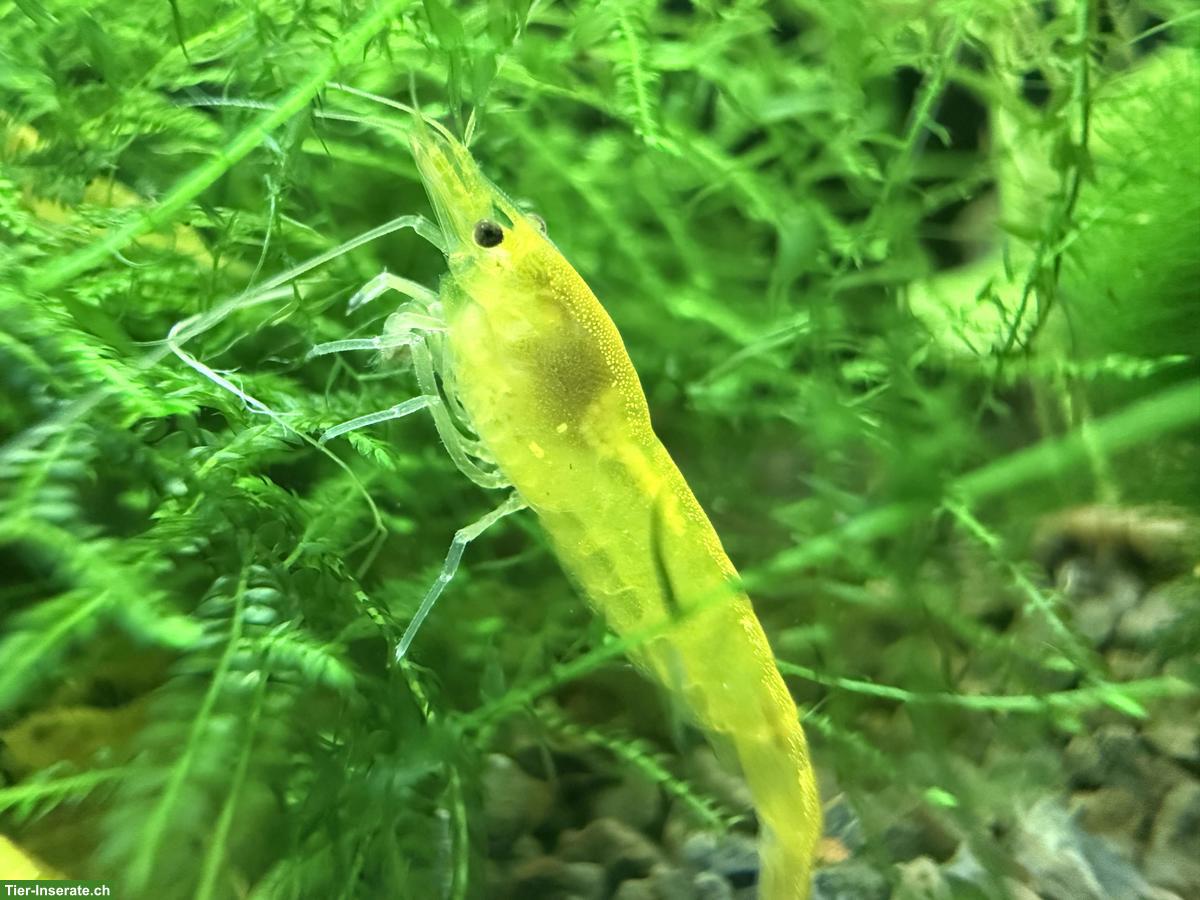 Yellow Fire Neon Garnele (Neocaridina davidi)