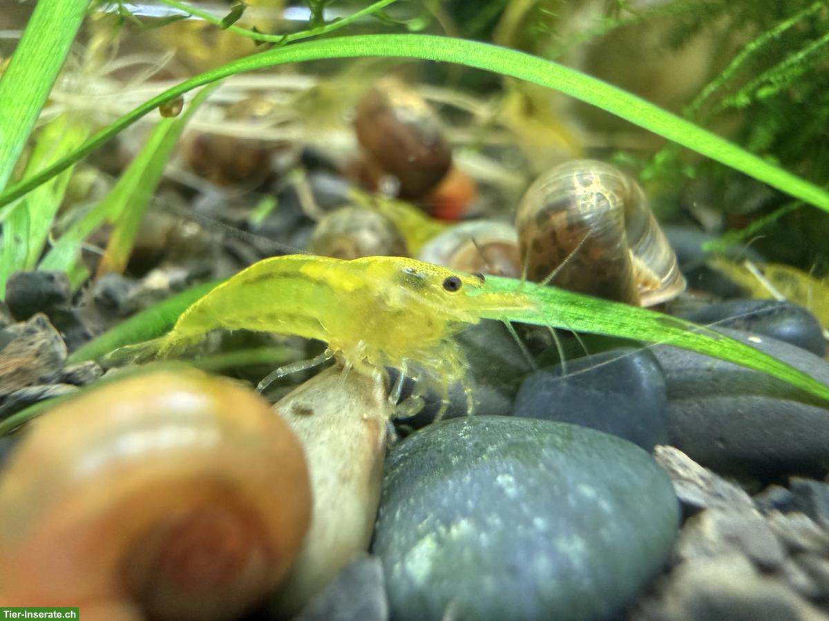 Bild 3: Yellow Fire Neon Garnele (Neocaridina davidi)