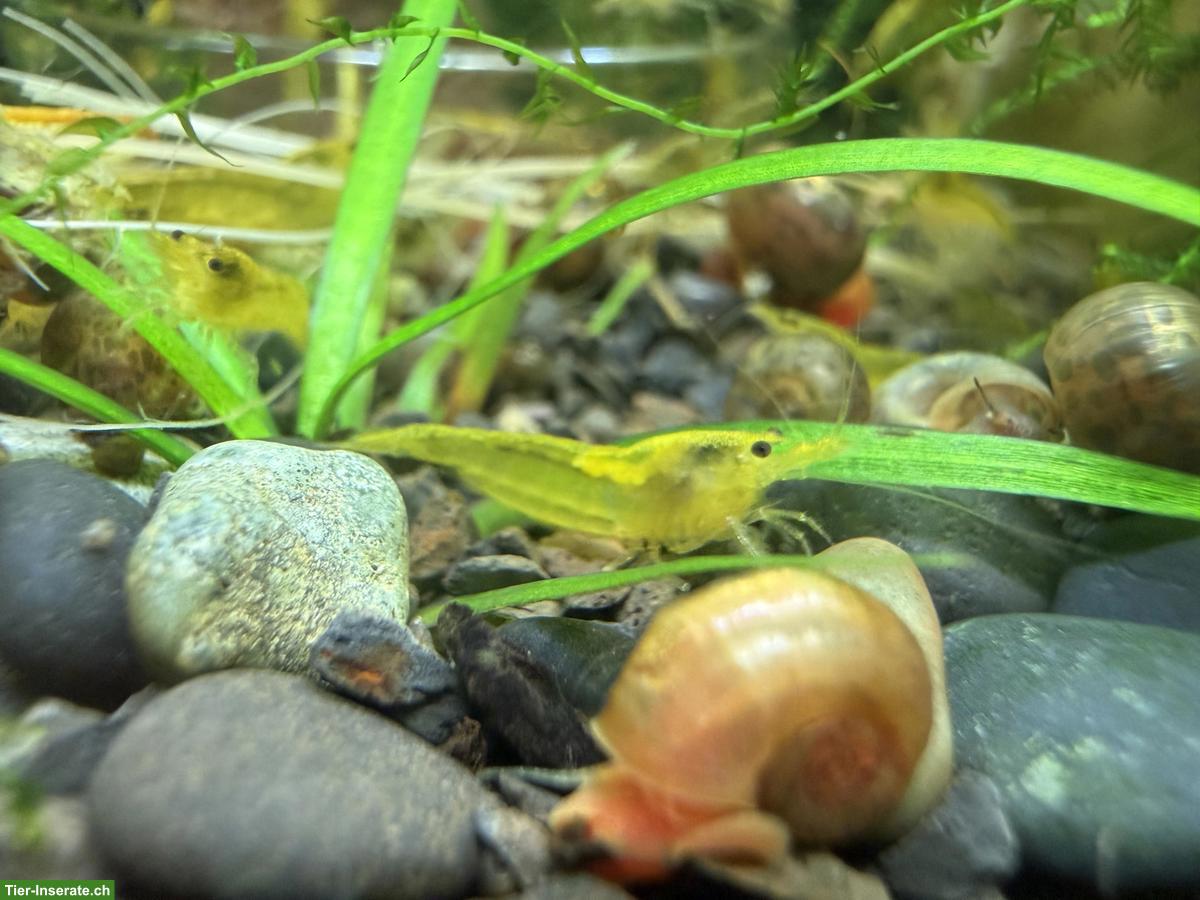 Bild 4: Yellow Fire Neon Garnele (Neocaridina davidi)
