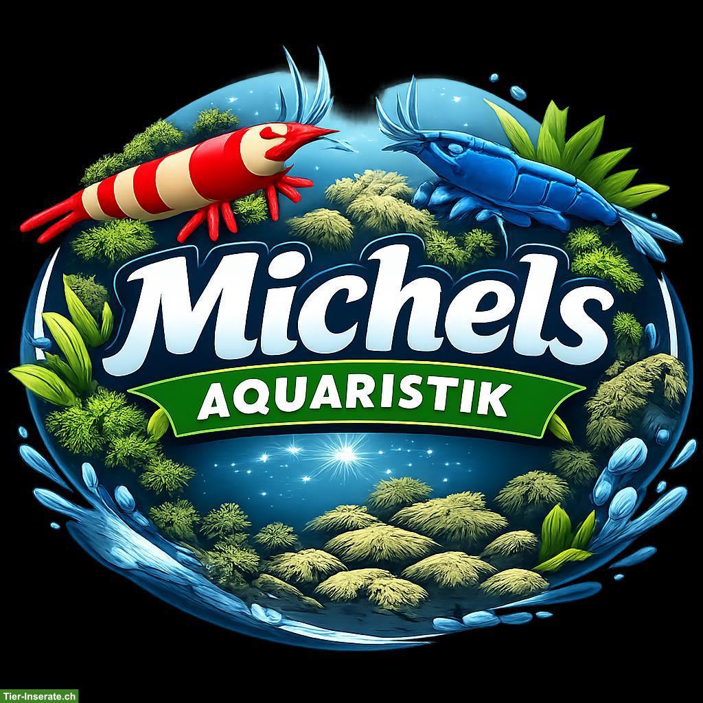 Bild 5: Yellow Fire Neon Garnele (Neocaridina davidi)