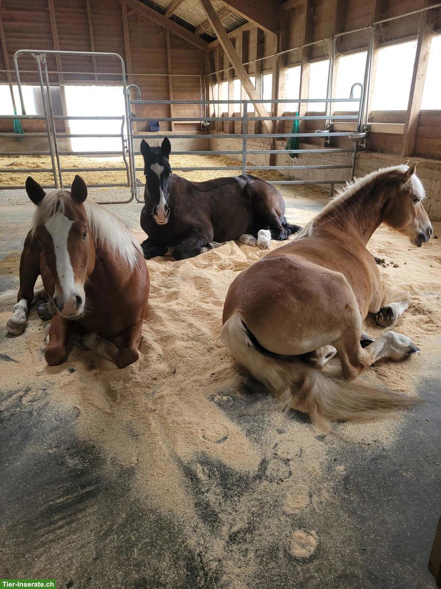 Bewusstes Reiten lernen mit 4 Pferden