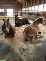 Bewusstes Reiten lernen mit 4 Pferden