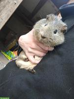 3 junge Meerschweinchen, männlich