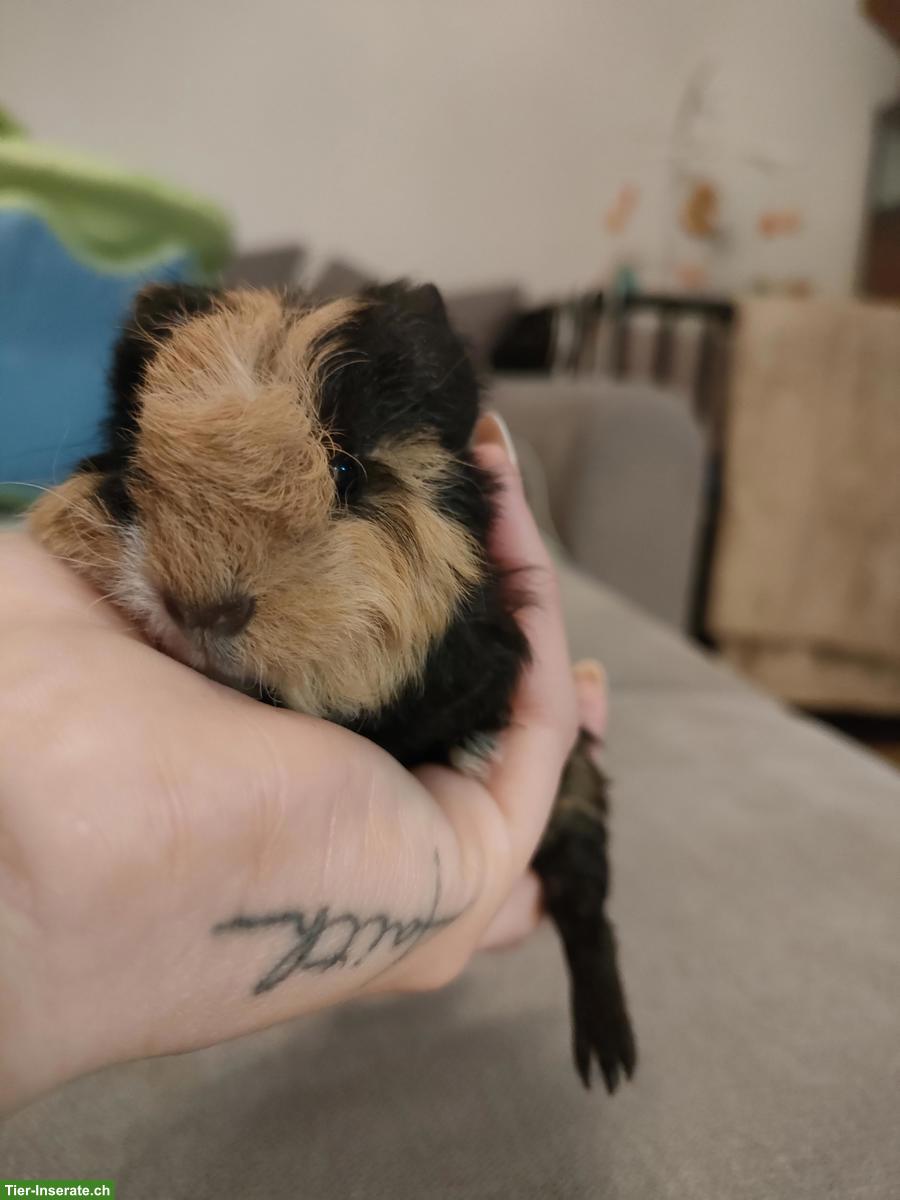 Bild 2: 3 junge Meerschweinchen, männlich