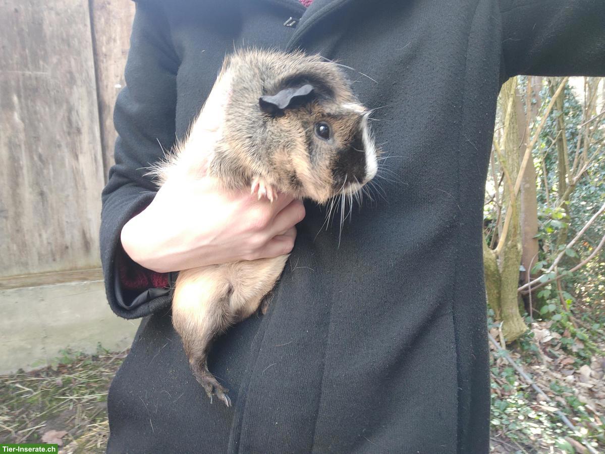 Bild 3: 3 junge Meerschweinchen, männlich