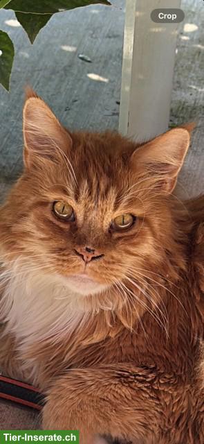 Süsser Maine Coon Kater in liebevolle Hände abzugeben