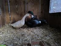 Pommernenten zu verkaufen