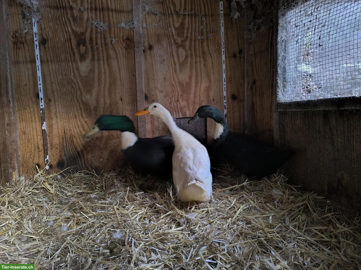 Bild 2: Pommernenten zu verkaufen